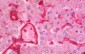 ANXA2 / Annexin A2 Antibody (aa88-137)